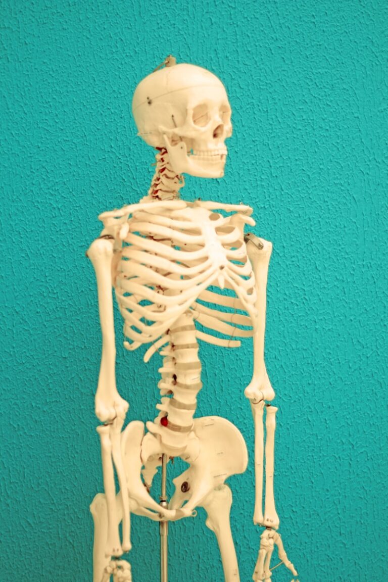 Osteoporose a skeleton of a human