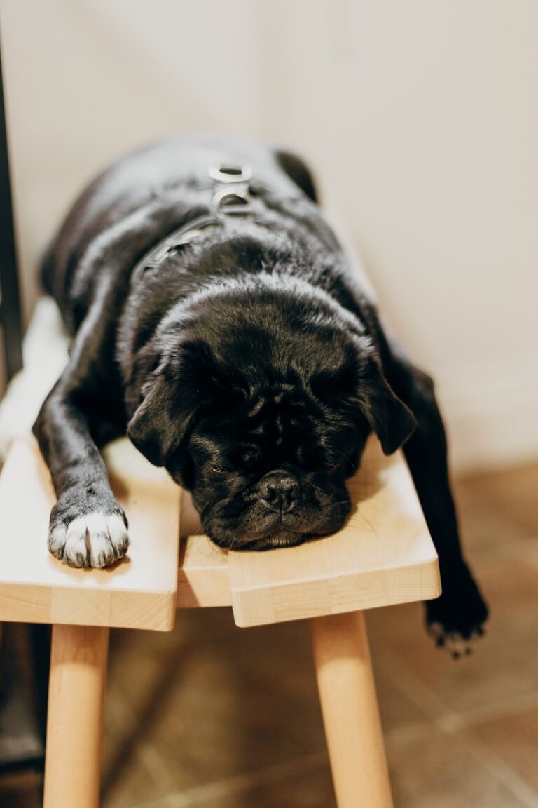 Zirkadiane Schlaf-Wach-Rhythmusstörungen black pug lying on brown wooden chair