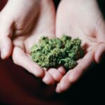 Close-up photo of hands gently holding marijuana buds, highlighting natural medicine.