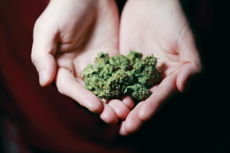 Cannabis bei Epilepsie und Schmerzen – Was Sie wissen sollten Close-up photo of hands gently holding marijuana buds, highlighting natural medicine.