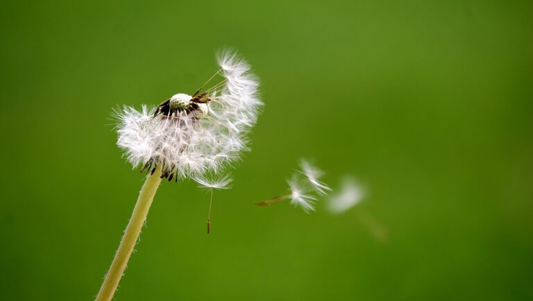 Schweres Asthma bronchiale: Symptome und moderne Therapien dandelion, breath, wind