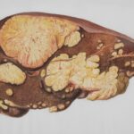 a drawing of a human brain with multiple sections