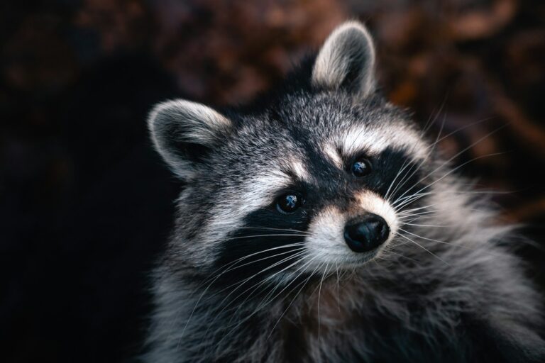 Tollwut black and white animal in close up photography