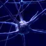 nerve cells, neurons, nervous system, brain, neural pathways, neurons, brain, brain, brain, brain, brain