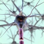 neurons, neuron cell, biology, nerves, nervous system, medical, science, closeup, neurons, neurons, neurons, neurons, nerves, nervous system, nervous system, nervous system, nervous system, nervous system