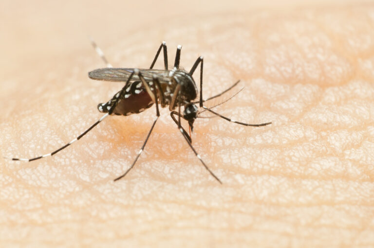 Arthropoden übertragene Viruskrankheiten und virale hämorrhagische Fieber