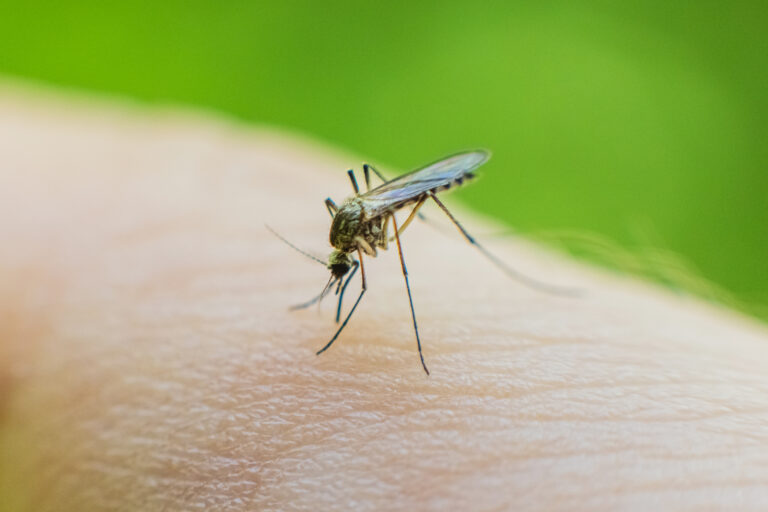 Schweres Dengue