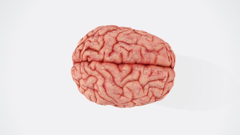 Enzephalitis, Myelitis und Enzephalomyelitis bei anderswo klassifizierten Krankheiten a close up of a human brain on a white background