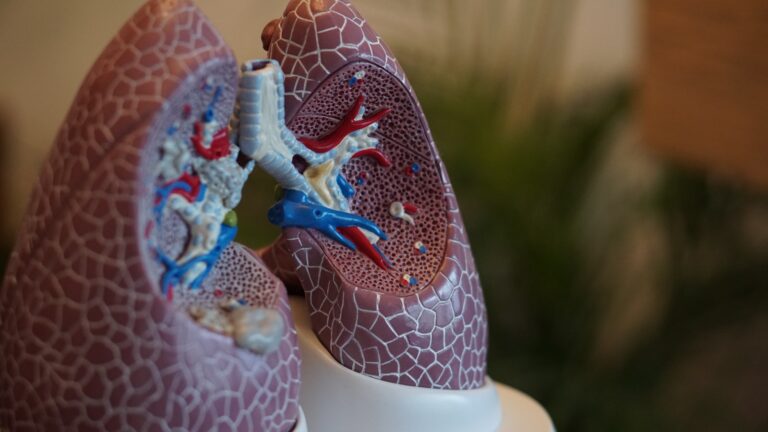 Toxoplasmose der Lunge selective focus photography of anatomy lungs