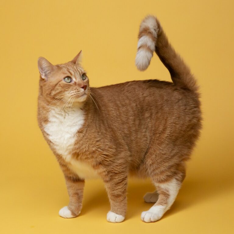 Bakterielle Zoonosen orange tabby cat on yellow surface