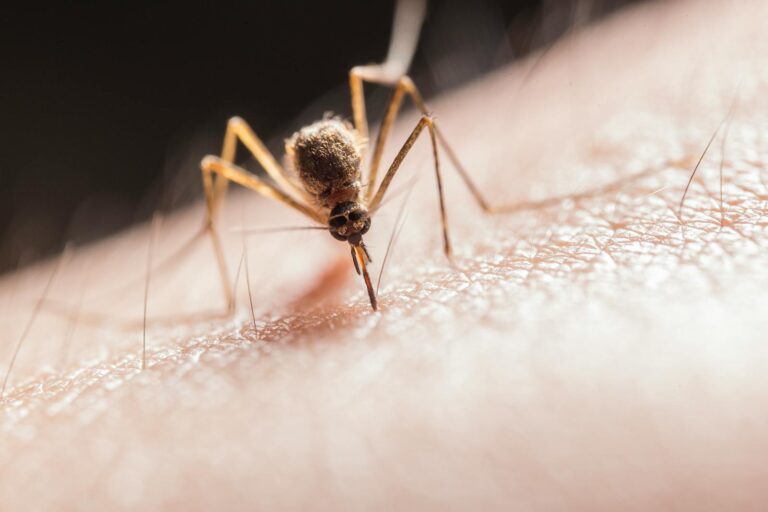 Gelbfieber Macro shot capturing a mosquito piercing skin with its proboscis, highlighting its role as a pest.