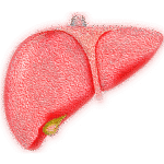 liver, hepatic, organ, jaundice, bile, fatty liver, liver, liver, liver, liver, liver