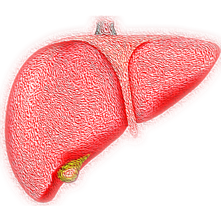 Akute Hepatitis B liver, hepatic, organ, jaundice, bile, fatty liver, liver, liver, liver, liver, liver