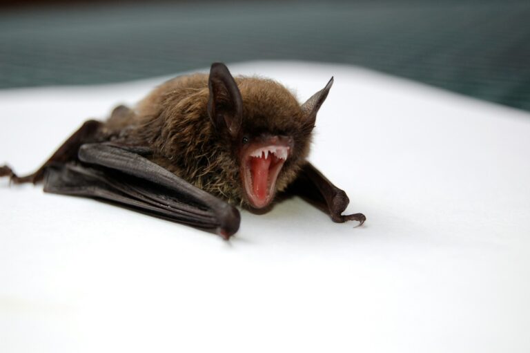 Histoplasmose brown and black bat opening mouth