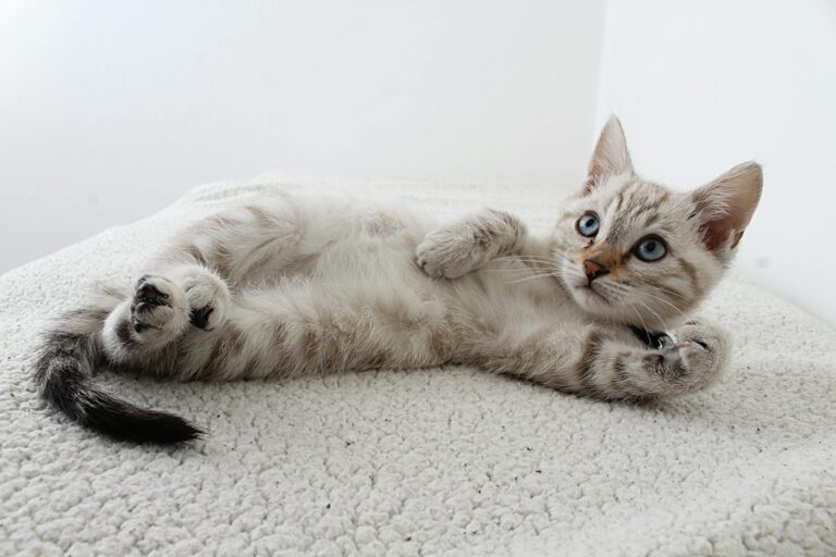 Toxoplasmose Cute domestic kitten with blue eyes lying on a fluffy rug, looking curious.