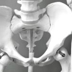 Close-up of a medical model of a human pelvic skeleton, ideal for healthcare and anatomy studies.