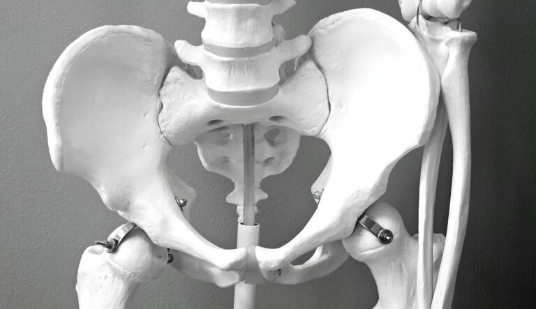 Inguinal-Tunnel-Syndrom Close-up of a medical model of a human pelvic skeleton, ideal for healthcare and anatomy studies.