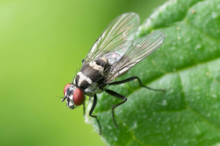 Leishmaniose Close-up of a housefly resting on a vibrant green leaf, showcasing detailed features.
