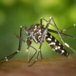 Detailed macro capture of Aedes albopictus mosquito on human skin.