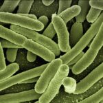 koli bacteria, escherichia coli, bacteria, disease, pathogens, microscopy, electron microscopy, electron microscope, vaccination, immune system, diseases, vaccine, escherichia, infect, infection, risk of infection, pathogen, viruses, bacteria, bacteria, bacteria, bacteria, bacteria