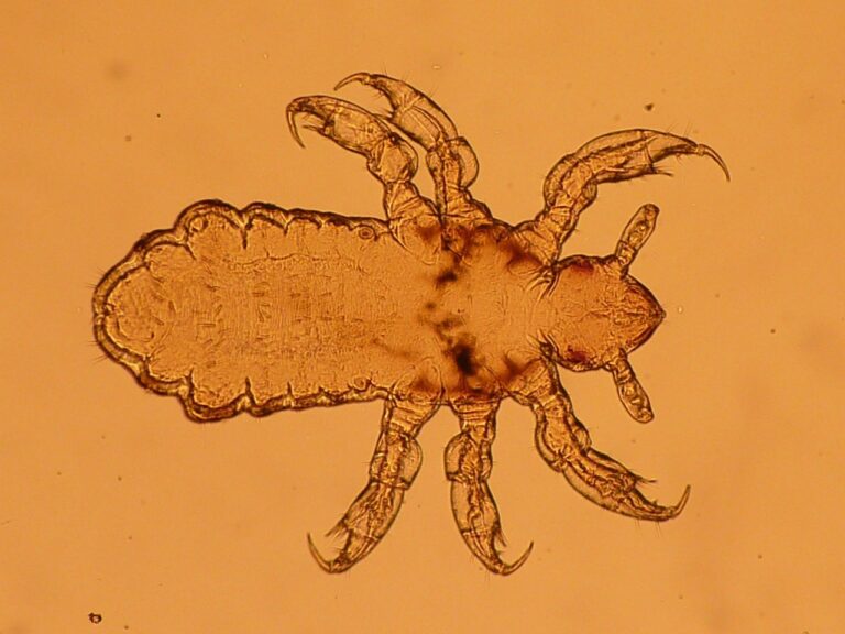 Andere seltene parasitäre Befälle der Haut larva, lice, insect, parasite, lice, lice, lice, lice, lice, parasite