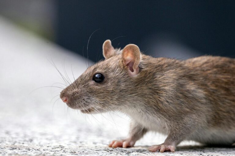 Rattenbisskrankheit A detailed close-up of a brown rat showcasing its fur and whiskers.