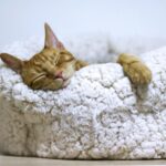 Adorable ginger cat peacefully sleeps in a soft, fluffy basket indoors.
