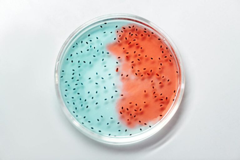 Rickettsiose Close-up of vibrant blue and red bacteria cultures in a petri dish.