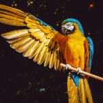 yellow blue and green parrot