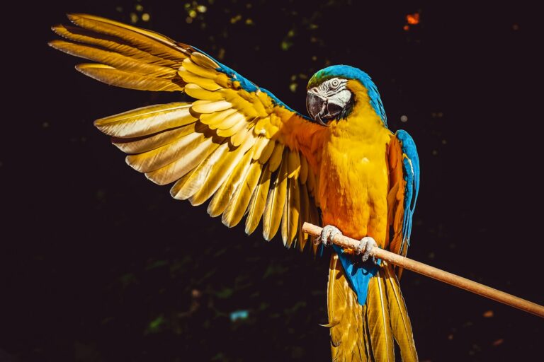 Einige der durch Chlamydia psittaci verursachten Infektionen yellow blue and green parrot