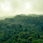 Explore the lush greenery and misty atmosphere of the Indonesian rainforest in Banten.