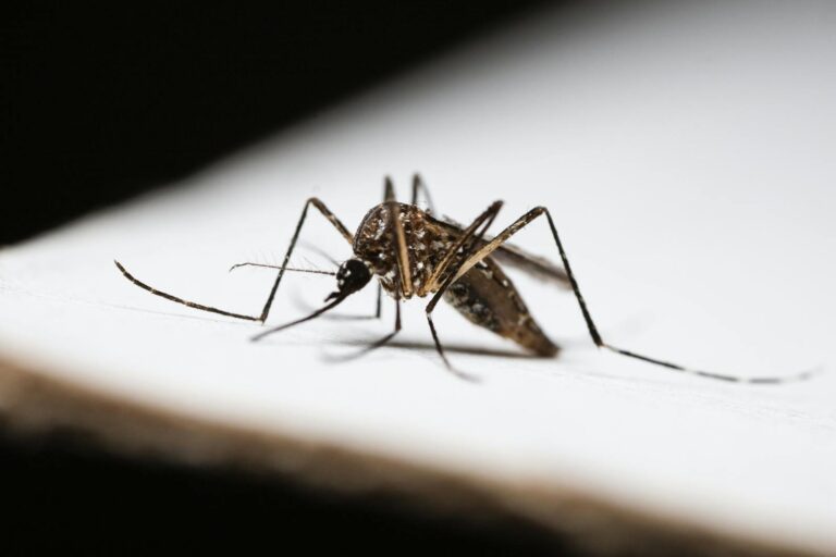 Malaria quartana Detailed image of a mosquito on a white surface, highlighting its features.