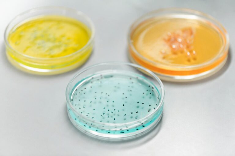 Melioidose Close-up of colorful petri dishes used in a laboratory for scientific experiments.