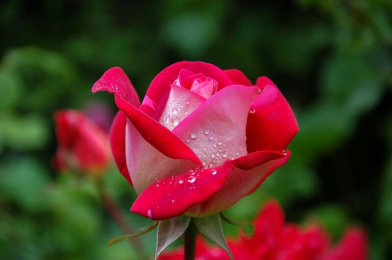 Sporotrichose Vibrant red rose with fresh dewdrops, captured in a blooming garden setting.