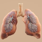 Here's a caption for the image: human lungs with trachea shown.
